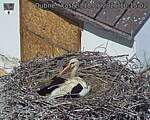 Capi_Dubne_20260518_101502.jpg