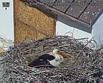 Capi_Dubne_20260518_102504.jpg