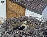 Capi_Dubne_20260518_103002.jpg