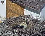 Capi_Dubne_20260518_104003.jpg