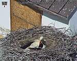 Capi_Dubne_20260518_104502.jpg