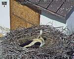 Capi_Dubne_20260518_105504.jpg