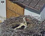 Capi_Dubne_20260518_110004.jpg