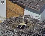 Capi_Dubne_20260518_111503.jpg