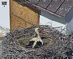 Capi_Dubne_20260518_112503.jpg