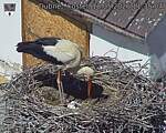 Capi_Dubne_20260518_113504.jpg