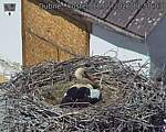 Capi_Dubne_20260518_115003.jpg