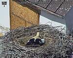 Capi_Dubne_20260518_115504.jpg