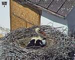 Capi_Dubne_20260518_120503.jpg