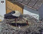 Capi_Dubne_20260518_122003.jpg