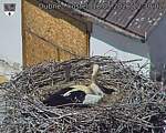 Capi_Dubne_20260518_123002.jpg