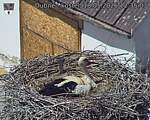 Capi_Dubne_20260518_123503.jpg