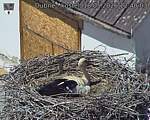 Capi_Dubne_20260518_124003.jpg