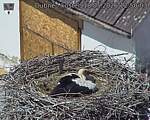 Capi_Dubne_20260518_125003.jpg