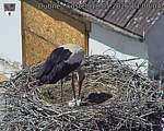 Capi_Dubne_20260518_130004.jpg