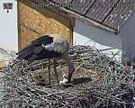 Capi_Dubne_20260518_130502.jpg