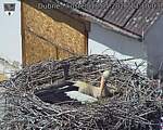 Capi_Dubne_20260518_131003.jpg