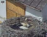 Capi_Dubne_20260518_131503.jpg