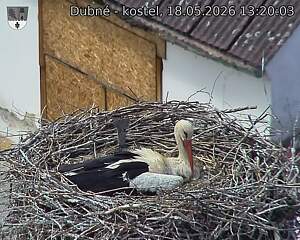 Capi_Dubne_20260518_132003.jpg (1350&nbsp;x&nbsp;1080)