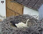 Capi_Dubne_20260518_133003.jpg