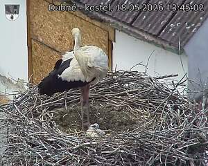 Capi_Dubne_20260518_134502.jpg (1350&nbsp;x&nbsp;1080)