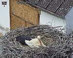 Capi_Dubne_20260518_135003.jpg