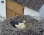 Capi_Dubne_20260518_140002.jpg
