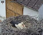 Capi_Dubne_20260518_141503.jpg