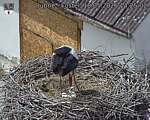 Capi_Dubne_20260518_142502.jpg