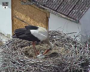 Capi_Dubne_20260518_143003.jpg (1350&nbsp;x&nbsp;1080)