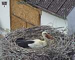 Capi_Dubne_20260518_144502.jpg