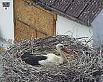 Capi_Dubne_20260518_145003.jpg