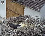 Capi_Dubne_20260518_151002.jpg