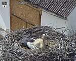 Capi_Dubne_20260518_154002.jpg