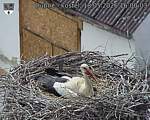 Capi_Dubne_20260518_160003.jpg