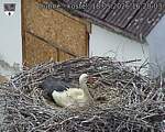 Capi_Dubne_20260518_162003.jpg
