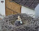 Capi_Dubne_20260518_165504.jpg