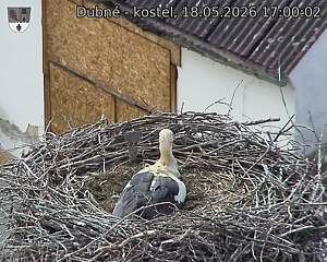 Capi_Dubne_20260518_170002.jpg (1350&nbsp;x&nbsp;1080)