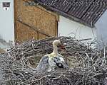 Capi_Dubne_20260518_171003.jpg