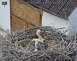 Capi_Dubne_20260518_171503.jpg