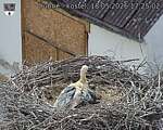 Capi_Dubne_20260518_172502.jpg