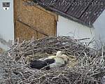 Capi_Dubne_20260518_173004.jpg