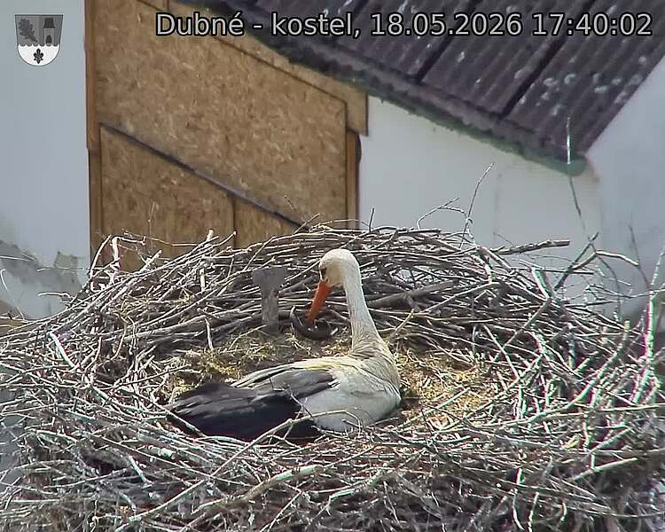 Capi_Dubne_20260518_174002.jpg (1350&nbsp;x&nbsp;1080)