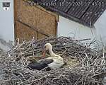 Capi_Dubne_20260518_174503.jpg
