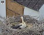 Capi_Dubne_20260518_175004.jpg