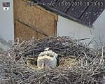 Capi_Dubne_20260518_181003.jpg