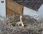 Capi_Dubne_20260518_190003.jpg
