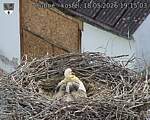 Capi_Dubne_20260518_191503.jpg
