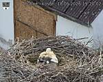Capi_Dubne_20260518_192002.jpg