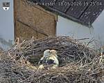 Capi_Dubne_20260518_192504.jpg